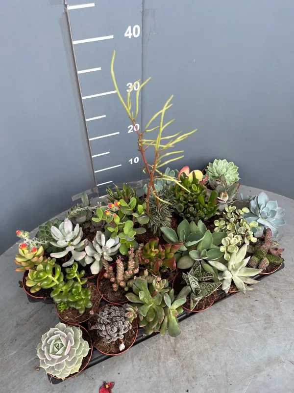 Succulente 8½ V. 8,5 cm - Riviera Quality Società Agricola Cooperativa