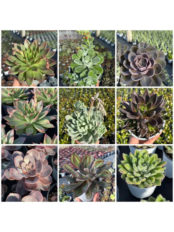 Succulente mix 14 V. 14 cm - Riviera Quality Società Agricola Cooperativa