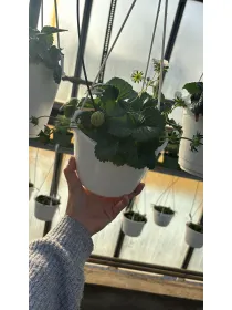 Fragola bsk 16 V. 16 cm - Riviera Quality Società Agricola Cooperativa