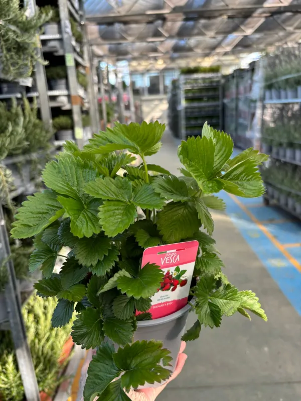 Fragola di bosco 14 V. 14 cm - Riviera Quality Società Agricola Cooperativa