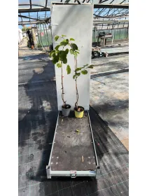 Kiwi 18 h. 100 V. 18 cm - Riviera Quality Società Agricola Cooperativa
