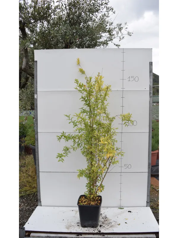 Melograno alberrello 22x22 V. 22 cm - Riviera Quality Società Agricola Cooperativa