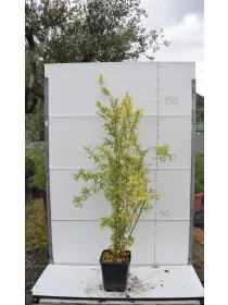 Melograno alberrello 22x22 V. 22 cm - Riviera Quality Società Agricola Cooperativa