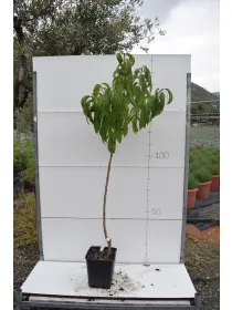 Pesca noce alberello var. antiche 22x22 V. 22 cm - Riviera Quality Società Agricola Cooperativa