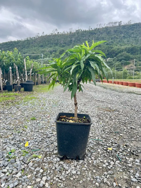 Pesco 22x22 h 80/100 varieta' nane V. 22 cm - Riviera Quality Società Agricola Cooperativa