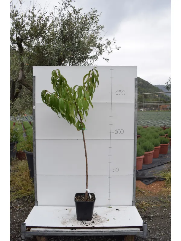 Pesco alberello 22x22 varieta' miste V. 22 cm - Riviera Quality Società Agricola Cooperativa