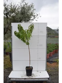 Pesco alberello 22x22 varieta' miste V. 22 cm - Riviera Quality Società Agricola Cooperativa