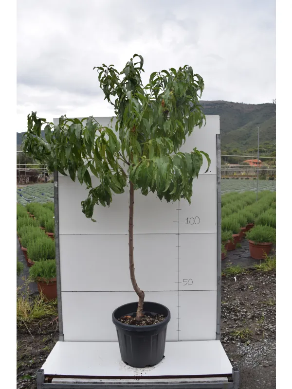 Pesco alberello varieta' miste vaso 35 V. 35 cm - Riviera Quality Società Agricola Cooperativa