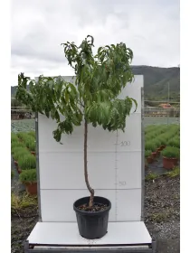 Pesco alberello varieta' miste vaso 35 V. 35 cm - Riviera Quality Società Agricola Cooperativa