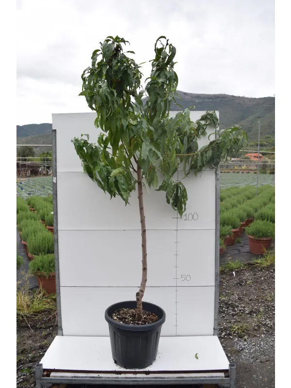 Pesco alberello vaso 35 - netarina V. 35 cm - Riviera Quality Società Agricola Cooperativa