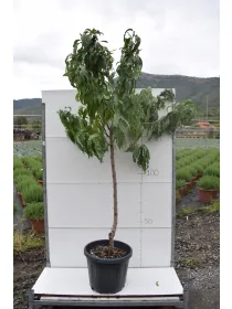 Pesco alberello vaso 35 - netarina V. 35 cm - Riviera Quality Società Agricola Cooperativa