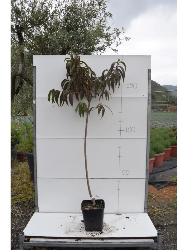 Pesco alberello var. antiche 22x22 V. 22 cm - Riviera Quality Società Agricola Cooperativa