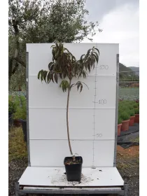 Pesco alberello var. antiche 22x22 V. 22 cm - Riviera Quality Società Agricola Cooperativa