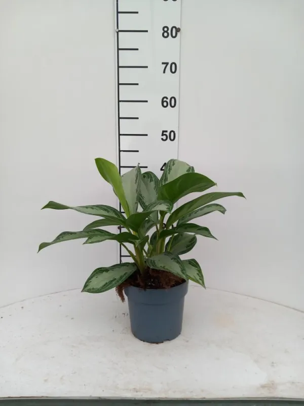 Aglaonema silver bay 2p 17 V. 17 cm H. 58,8 cm - Riviera Quality Società Agricola Cooperativa