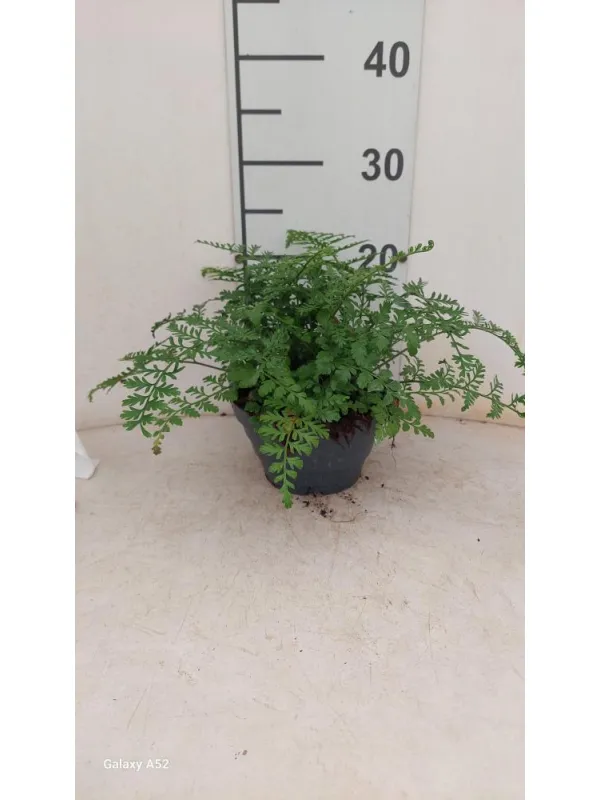 Asplenium parvati cp17 V. 17 cm - Riviera Quality Società Agricola Cooperativa