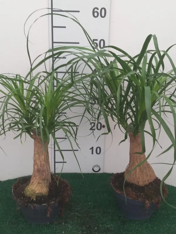 Beaucarnea cp17 V. 17 cm - Riviera Quality Società Agricola Cooperativa