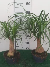 Beaucarnea cp17 V. 17 cm - Riviera Quality Società Agricola Cooperativa