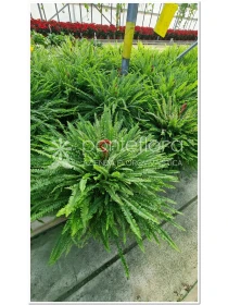 Nephrolepis Green Lady