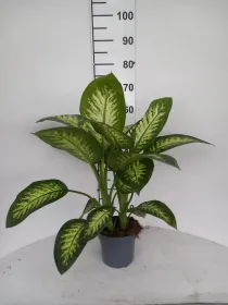 Dieffenbachia tropic snow 2p vp17 V. 17 cm H. 58,8 cm - Riviera Quality Società Agricola Cooperativa