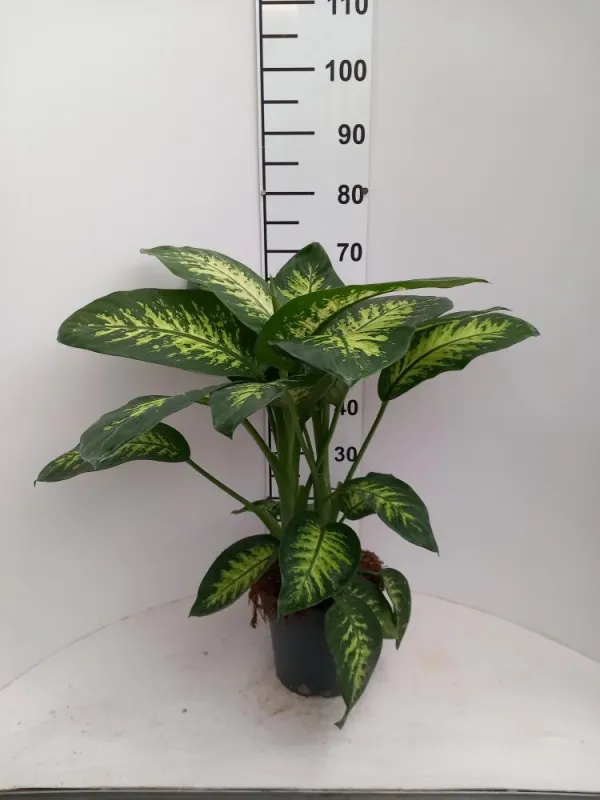 Dieffenbachia tropic snow 2p vp21 V. 21 cm H. 58,8 cm - Riviera Quality Società Agricola Cooperativa