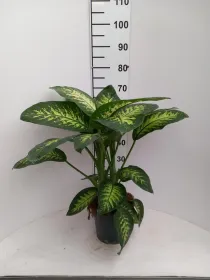 Dieffenbachia tropic snow 2p vp21 V. 21 cm H. 58,8 cm - Riviera Quality Società Agricola Cooperativa