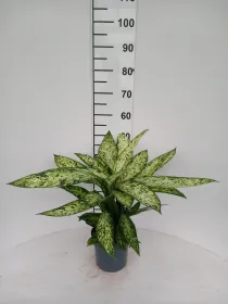 Dieffenbachia vesuvio 3p vp17 V. 17 cm H. 47 cm - Riviera Quality Società Agricola Cooperativa
