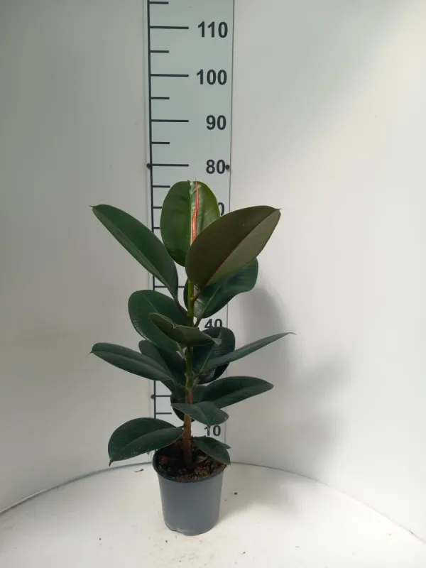 Ficus robusta 1p vp17 V. 17 cm H. 58,8 cm - Riviera Quality Società Agricola Cooperativa