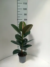 Ficus robusta 1p vp17 V. 17 cm H. 58,8 cm - Riviera Quality Società Agricola Cooperativa