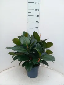 Ficus robusta spray vp21 V. 21 cm H. 47 cm - Riviera Quality Società Agricola Cooperativa