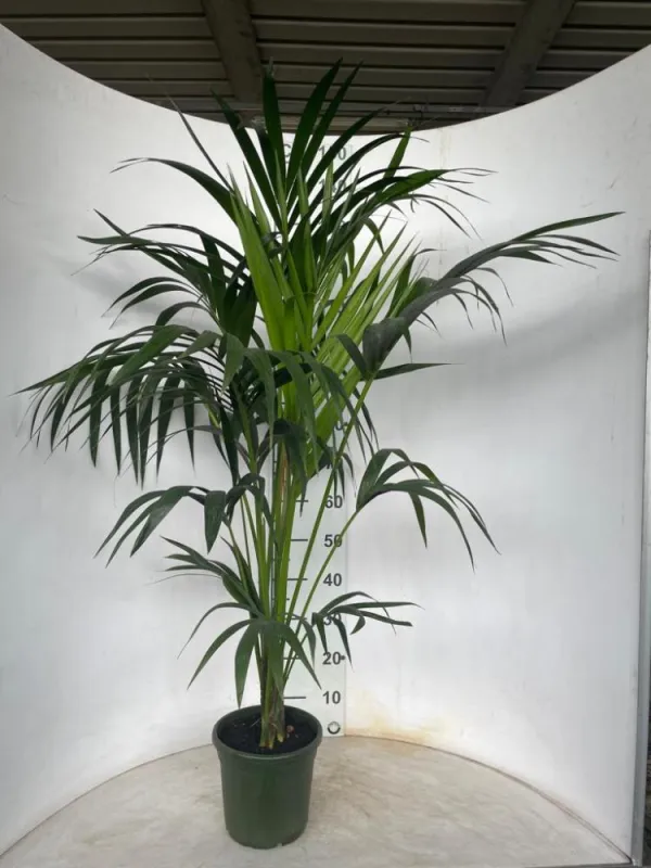 Kentia 3/4p h120/140 vp20 V. 20 cm H. 235 cm - Riviera Quality Società Agricola Cooperativa