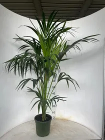 Kentia 3/4p h120/140 vp20 V. 20 cm H. 235 cm - Riviera Quality Società Agricola Cooperativa