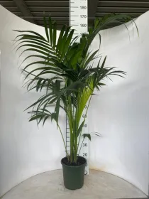 Kentia 3p h170 vp22 V. 22 cm H. 235 cm - Riviera Quality Società Agricola Cooperativa