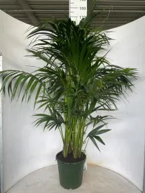Kentia 4/5p h170/180 vp24 V. 24 cm H. 235 cm - Riviera Quality Società Agricola Cooperativa