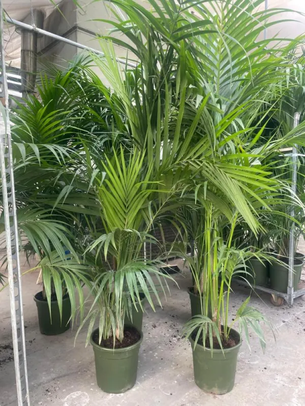 Kentia 5p h220/230 vp26 V. 24 cm H. 235 cm - Riviera Quality Società Agricola Cooperativa