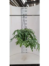 Microsorum diversifolia basket 20 V. 20 cm - Riviera Quality Società Agricola Cooperativa