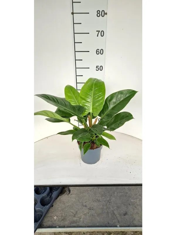 Philodendrom imp. green vp17 V. 17 cm - Riviera Quality Società Agricola Cooperativa