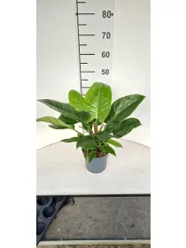 Philodendrom imp. green vp17 V. 17 cm - Riviera Quality Società Agricola Cooperativa