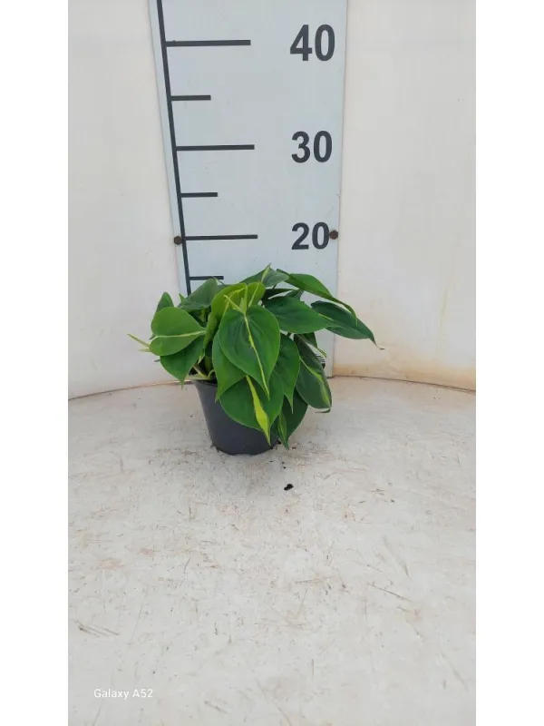 Philodendron brazil 12 V. 12 cm H. 23,5 cm - Riviera Quality Società Agricola Cooperativa