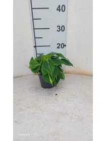 Philodendron brazil 12 V. 12 cm H. 23,5 cm - Riviera Quality Società Agricola Cooperativa