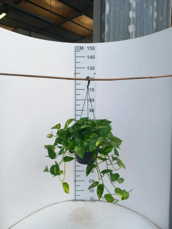 Scindapsus aureus basket 20 V. 20 cm - Riviera Quality Società Agricola Cooperativa