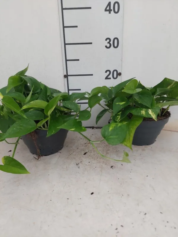 Scindapsus aureus cp17 V. 17 cm - Riviera Quality Società Agricola Cooperativa