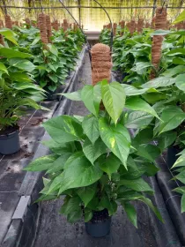 Scindapsus aureus h 80 vp17 V. 17 cm - Riviera Quality Società Agricola Cooperativa