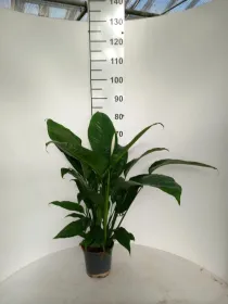 Spathiphyllum martina vp17 V. 17 cm - Riviera Quality Società Agricola Cooperativa