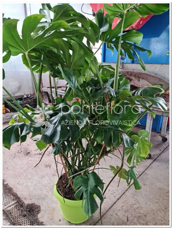 Monstera Deliciosa