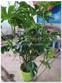 Monstera Deliciosa