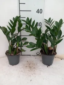 Zamioculcas vp12 V. 12 cm H. 39,2 cm - Riviera Quality Società Agricola Cooperativa