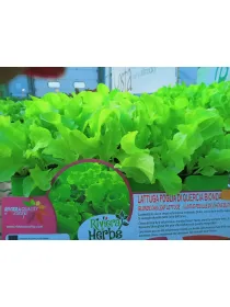 Piant. insalata foglia di quercia bionda V. 1 cm - Riviera Quality Società Agricola Cooperativa