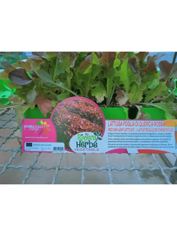 Piant. insalata foglia di quercia rossa V. 1 cm - Riviera Quality Società Agricola Cooperativa