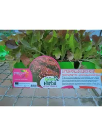 Piant. insalata foglia di quercia rossa V. 1 cm - Riviera Quality Società Agricola Cooperativa