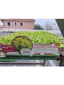 Piant.insalata gentilina bionda 12x box V. 5 cm - Riviera Quality Società Agricola Cooperativa